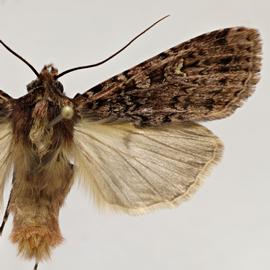  Peridroma  sp., adult male